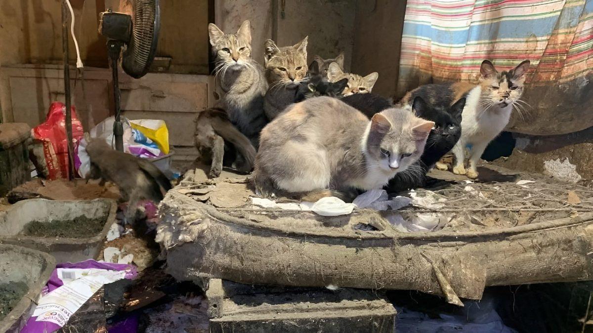 İyilik Yapıldığı Düşünülerek Evi Hayvanlarla Doldurmaya Sebep Olan Psikolojik Rahatsızlık: Nuh Sendromu