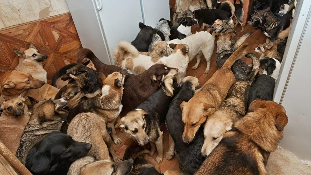 İyilik Yapıldığı Düşünülerek Evi Hayvanlarla Doldurmaya Sebep Olan Psikolojik Rahatsızlık: Nuh Sendromu