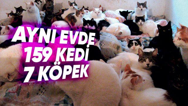 İyilik Yapıldığı Düşünülerek Evi Hayvanlarla Doldurmaya Sebep Olan Psikolojik Rahatsızlık: Nuh Sendromu