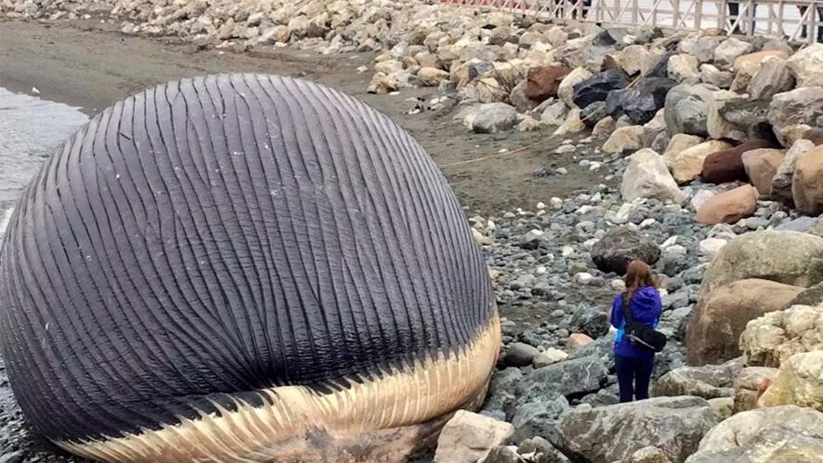 Balinalar Öldüklerinde Neden Tıpkı Bir Bomba Gibi Patlar?