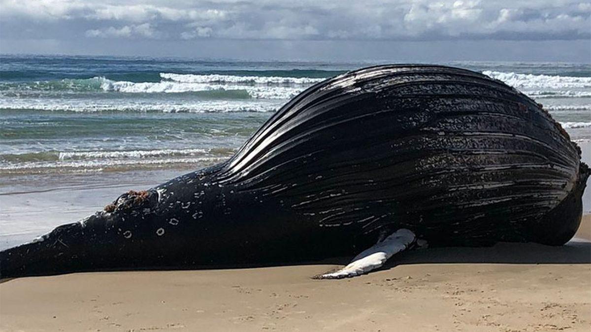 Balinalar Öldüklerinde Neden Tıpkı Bir Bomba Gibi Patlar?
