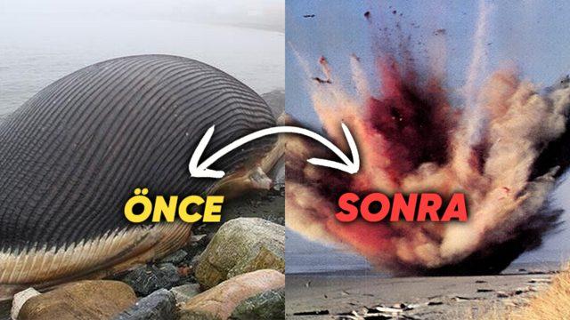 Balinalar Öldüklerinde Neden Tıpkı Bir Bomba Gibi Patlar?