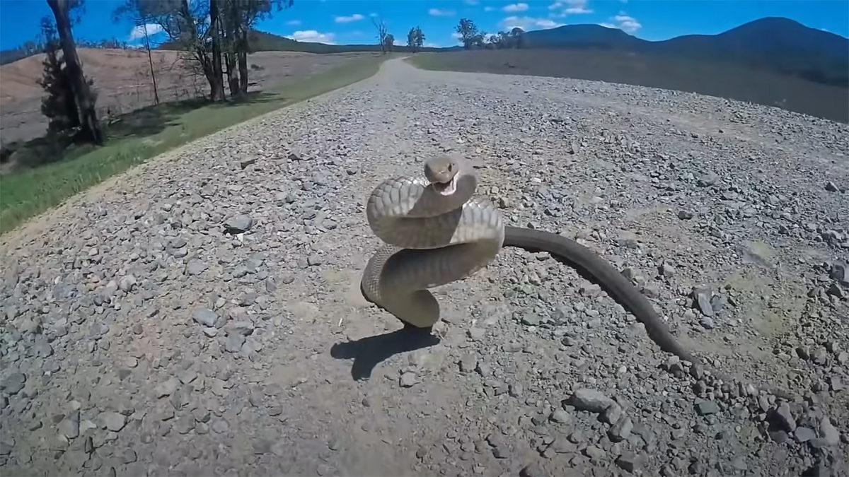 Bir Damla Yılan Zehri Nasıl Oluyor da Bu Kadar Hızlı Öldürebiliyor?