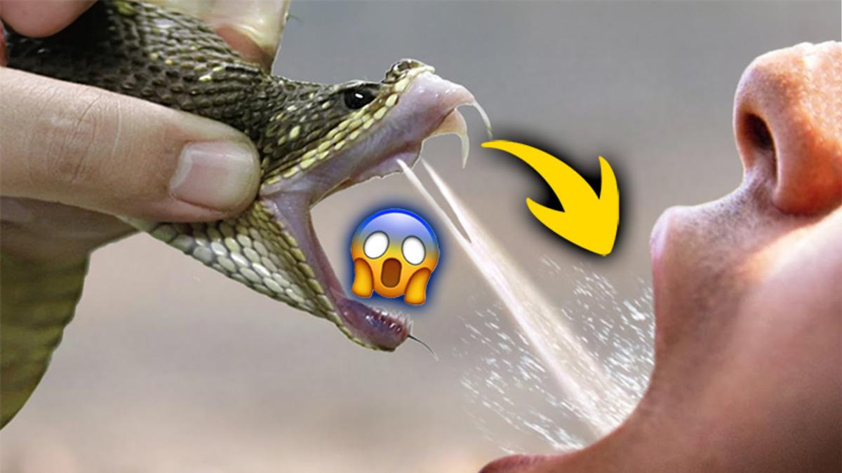 Bir Damla Yılan Zehri Nasıl Oluyor da Bu Kadar Hızlı Öldürebiliyor?