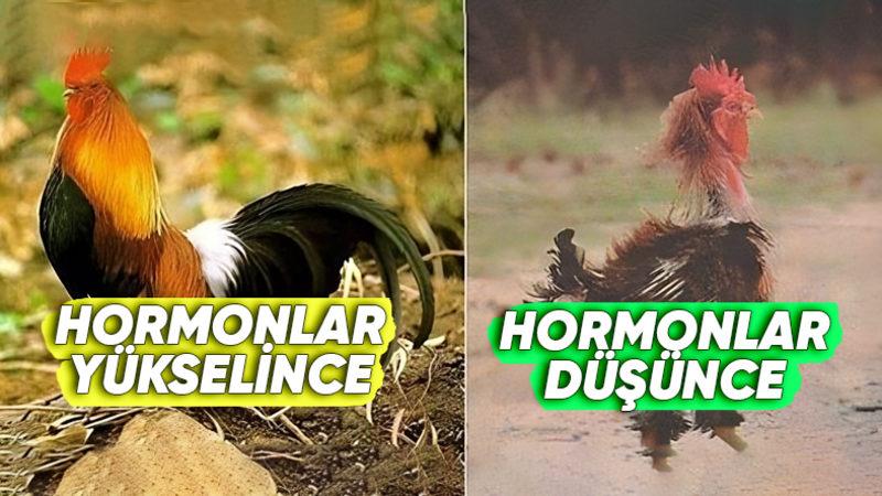 Borsadan Çıkamayan Erkekler, Alışveriş Sepetini Çılgınca Dolduran Kadınlar Buraya: Hormonlarınız Satın Alma Davranışlarınızı Etkiliyor!