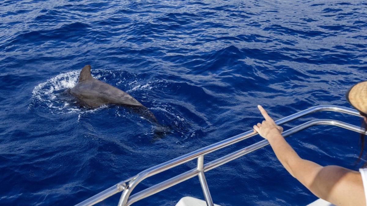 Yunuslar Neden Bazen Gemilerin Önünde Yüzerler? Sandığınız Gibi Eşlik Etmek İçin Değil!
