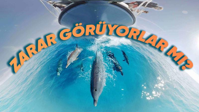 Yunuslar Neden Bazen Gemilerin Önünde Yüzerler? Sandığınız Gibi Eşlik Etmek İçin Değil!