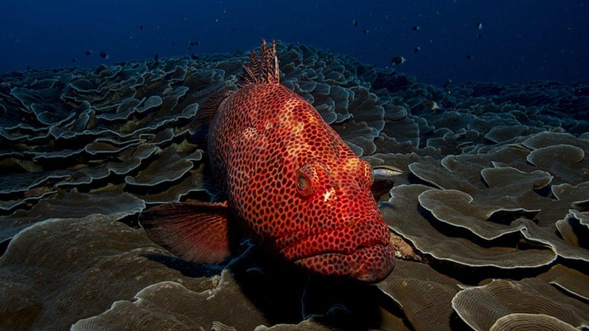 Kanımız, Okyanusun Derinliklerinde Neden Ürkütücü Bir Şekilde Yeşile Dönüşüyor?