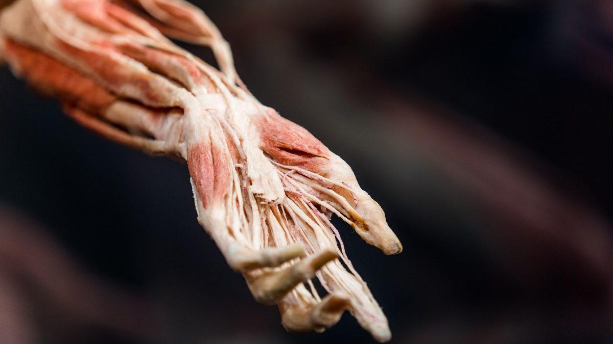 Parmaklarınızda Hiç Kas Olmamasının 12.000 Yıl Önceye Dayanan İlginç Sebebi