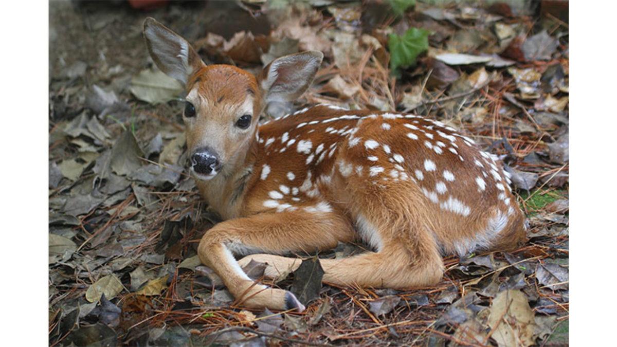 Yavru Geyiklerin Üzerinde Bulunan Beyaz Benekler Büyüyünce Nereye Kayboluyor?