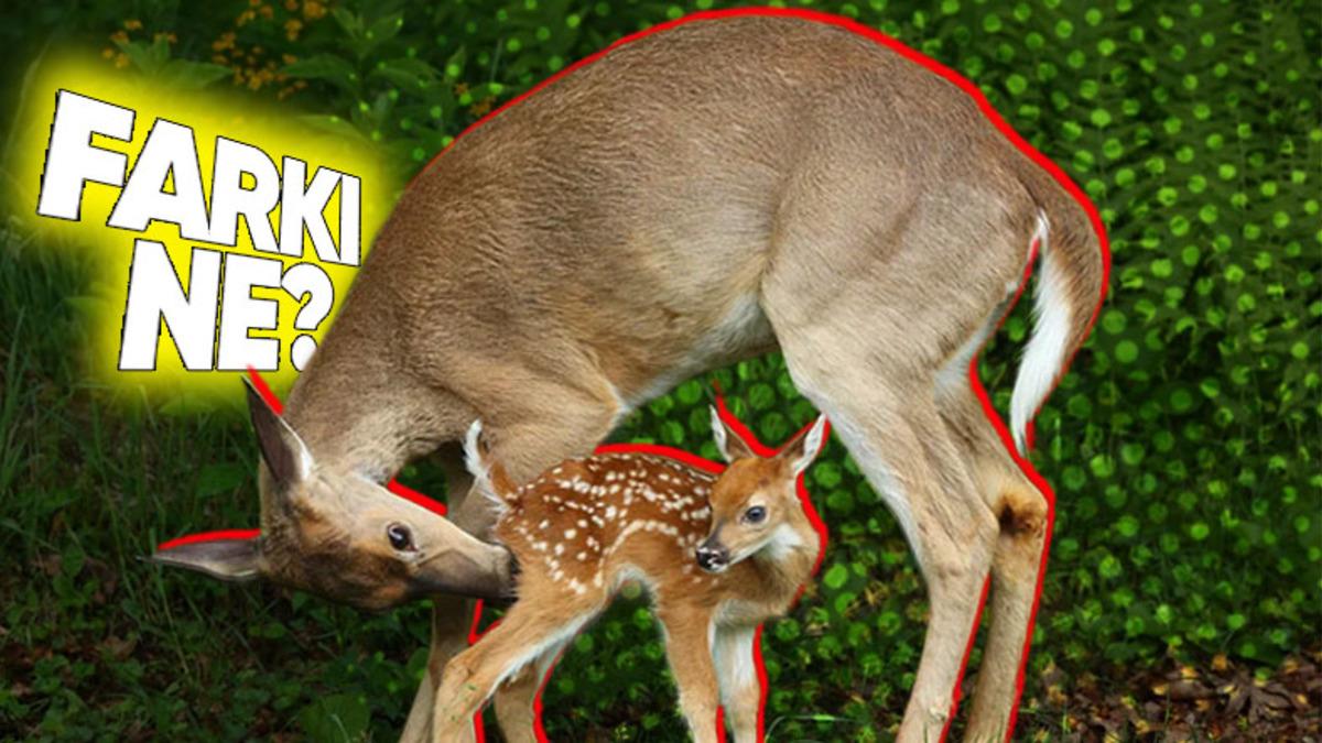 Yavru Geyiklerin Üzerinde Bulunan Beyaz Benekler Büyüyünce Nereye Kayboluyor?