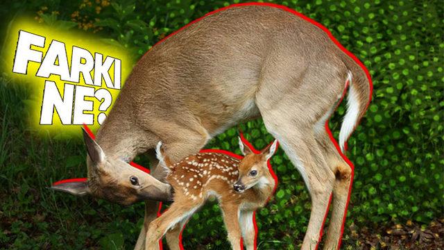 Yavru Geyiklerin Üzerinde Bulunan Beyaz Benekler Büyüyünce Nereye Kayboluyor?