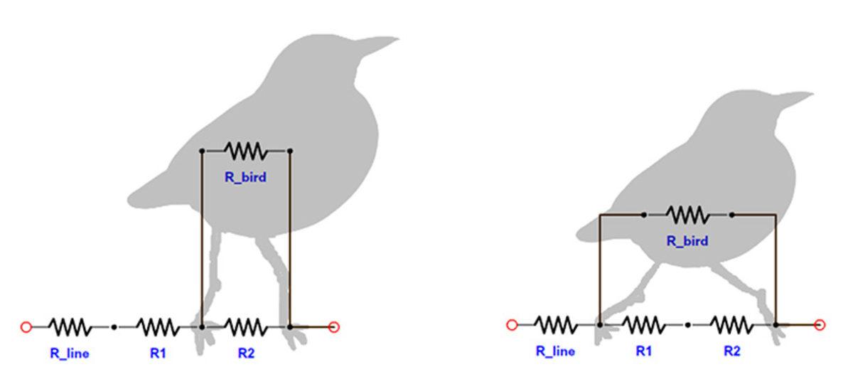 Kuşlar Yüksek Gerilim Hatlarına Konduğunda Neden Elektrik Çarpmaz? İşte Bilimin Verdiği Şaşırtıcı Cevap!