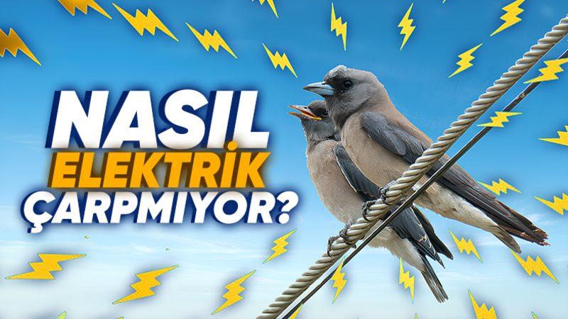 Kuşlar Yüksek Gerilim Hatlarına Konduğunda Neden Elektrik Çarpmaz? İşte Bilimin Verdiği Şaşırtıcı Cevap!