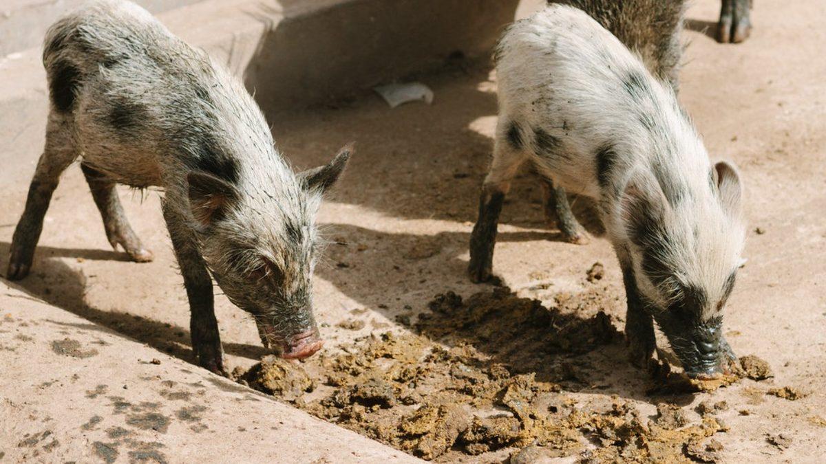 Bazı Hayvanlar Neden Dışkılarını Yer? Başta Tiksinseniz Bile Okuyunca Onlara Hak Vereceksiniz!