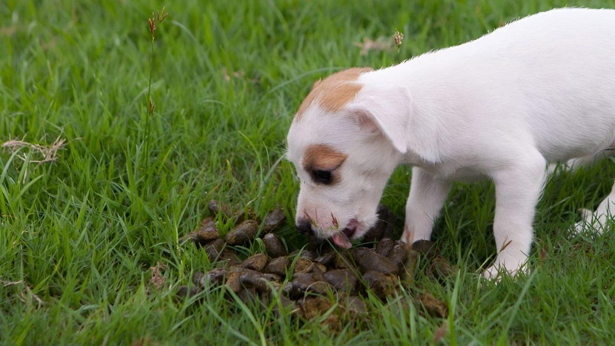 Bazı Hayvanlar Neden Dışkılarını Yer? Başta Tiksinseniz Bile Okuyunca Onlara Hak Vereceksiniz!