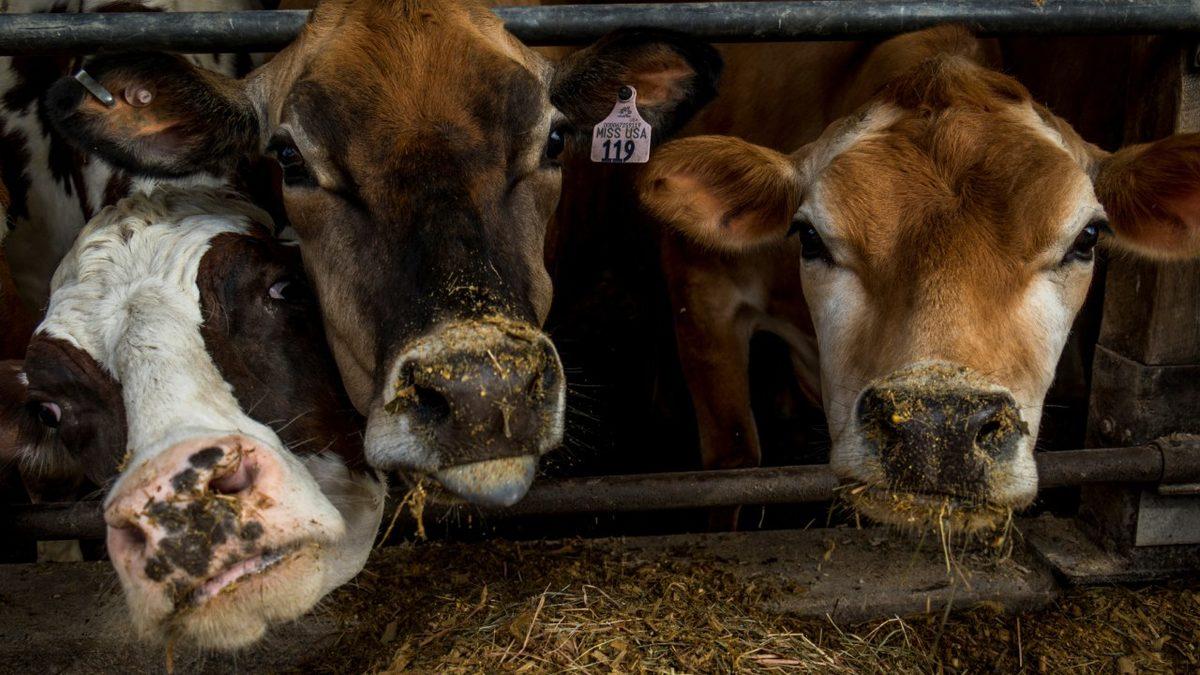 Bazı Hayvanlar Neden Dışkılarını Yer? Başta Tiksinseniz Bile Okuyunca Onlara Hak Vereceksiniz!