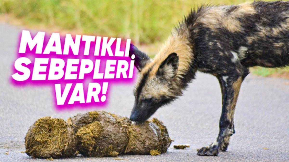 Bazı Hayvanlar Neden Dışkılarını Yer? Başta Tiksinseniz Bile Okuyunca Onlara Hak Vereceksiniz!