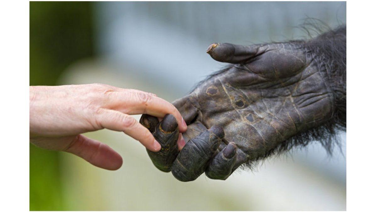 Parmaklarımızın Uzunlukları Neden Birbirinden Farklı? Eşit Olsaydı Taş Devrinde Bile Olabilirdik!