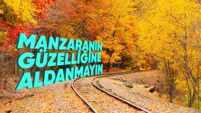 Yapraklar Nasıl Oluyor da Koskoca Trenlerin Rötar Yapmasına Sebep Oluyor? Evet, Yanlış Duymadınız!