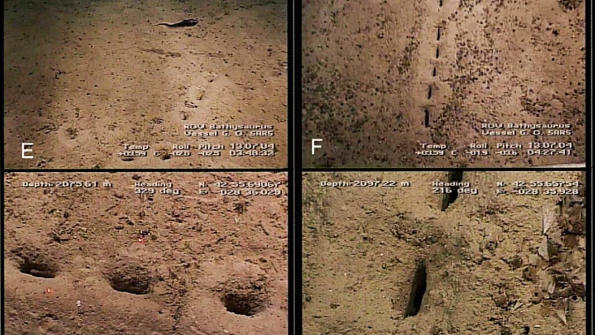 Atlas Okyanusundaki Birbiri Ardına Sıralı Bu Gizemli Delikler Neyin Nesidir?