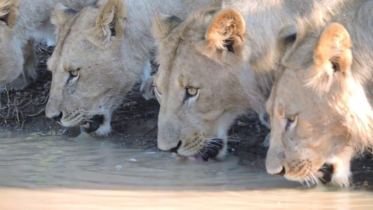 Vahşi Hayvanlar Kirli Göletlerden Su İçtiği Hâlde Nasıl Oluyor da Hastalanmıyor?