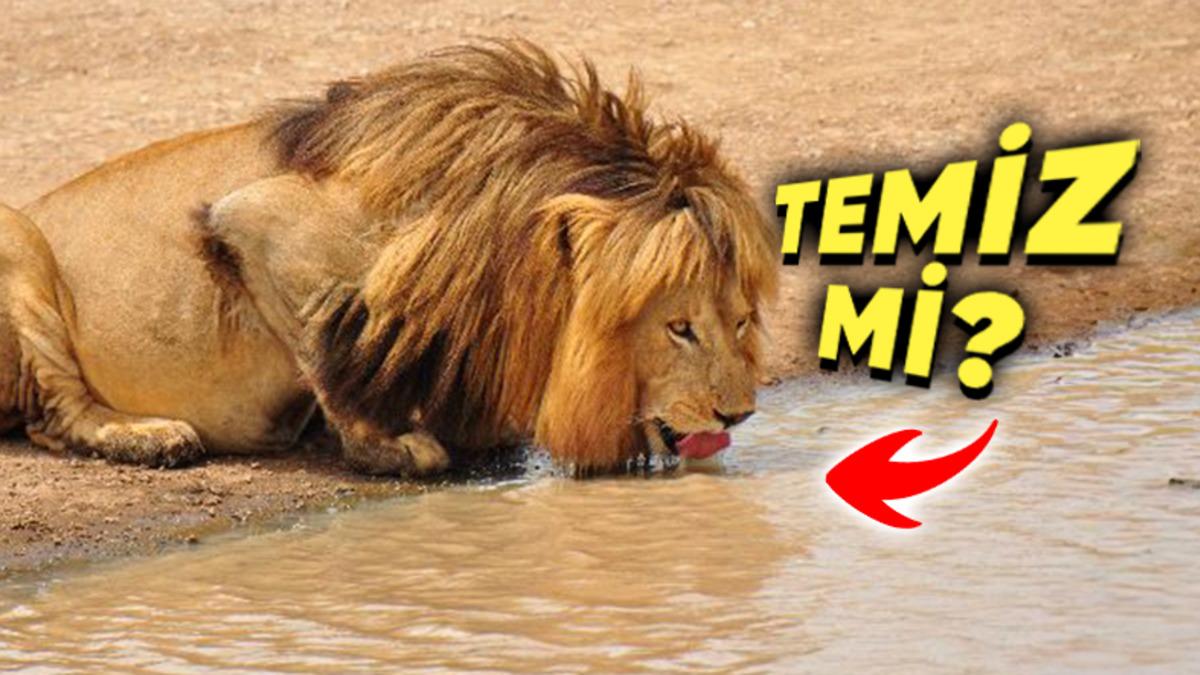 Vahşi Hayvanlar Kirli Göletlerden Su İçtiği Hâlde Nasıl Oluyor da Hastalanmıyor?