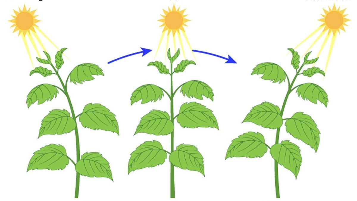 Ayçiçekleri Nasıl Oluyor da Toprağa Sabit Değillermiş de Kasları Varmış Gibi Gün Boyu Güneşi Takip Edebiliyor?