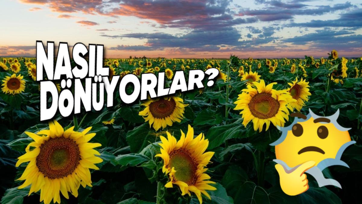 Ayçiçekleri Nasıl Oluyor da Toprağa Sabit Değillermiş de Kasları Varmış Gibi Gün Boyu Güneşi Takip Edebiliyor?