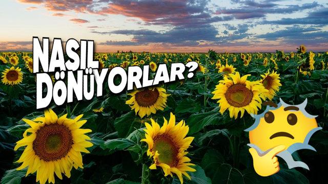 Ayçiçekleri Nasıl Oluyor da Toprağa Sabit Değillermiş de Kasları Varmış Gibi Gün Boyu Güneşi Takip Edebiliyor?