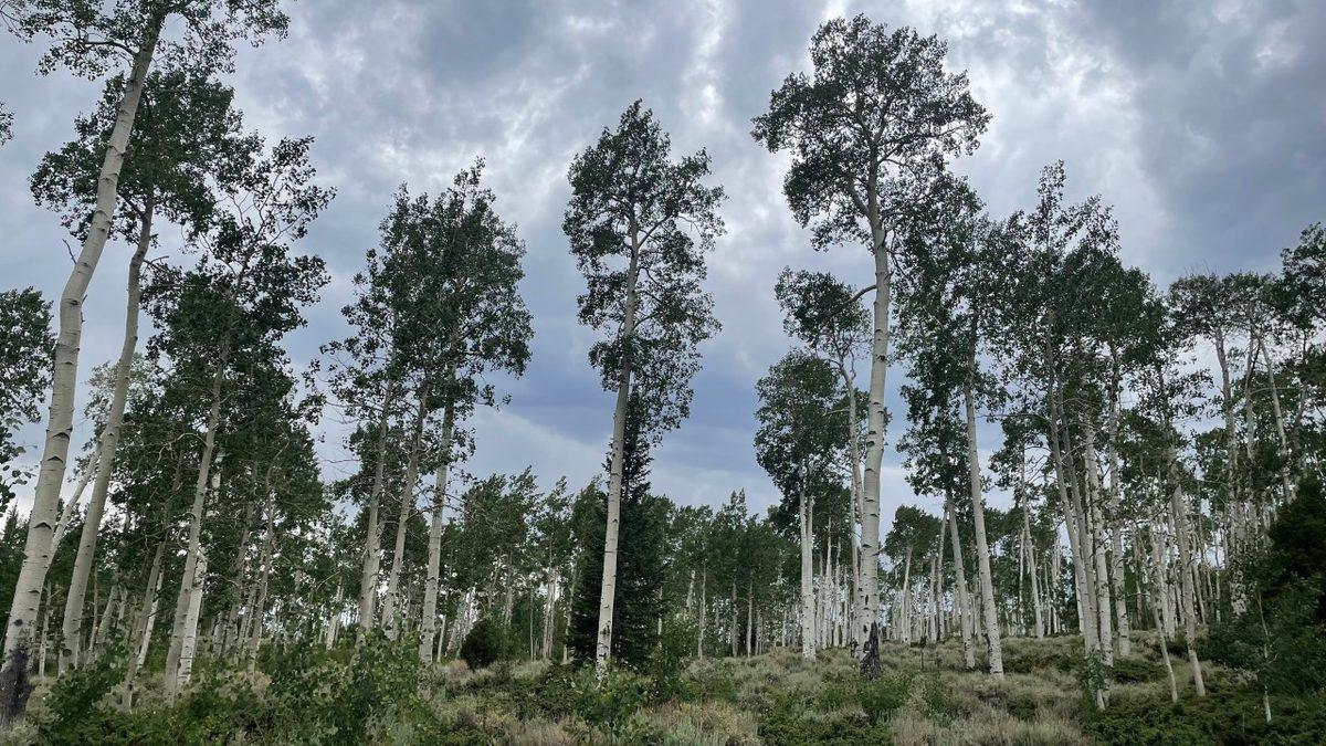 Dünyanın En Büyük Canlısının Sesi Kaydedildi