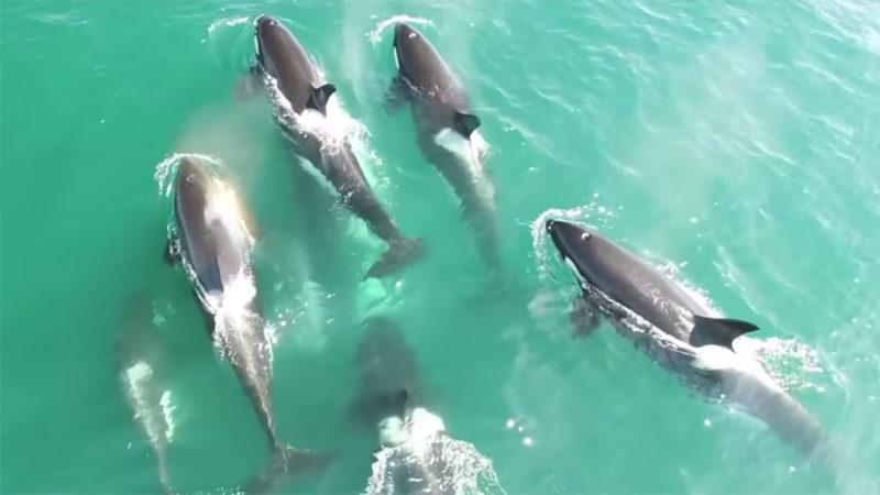 Katil Balinalara Neden ’Katil’ Dendiğini Çok İyi Anlatan Viral Video!