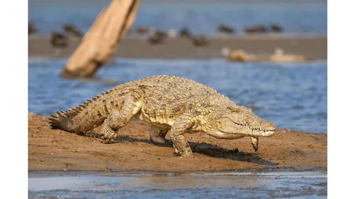 Kumlarla Kaplı Sahra Çölü’nün Altında Yatan Gizem: Bir Zamanlar Burası Nasıl Timsahlarla Doluydu?