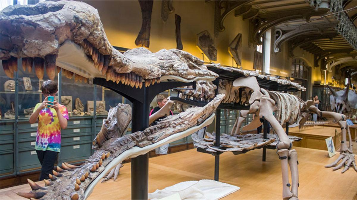 Kumlarla Kaplı Sahra Çölü’nün Altında Yatan Gizem: Bir Zamanlar Burası Nasıl Timsahlarla Doluydu?