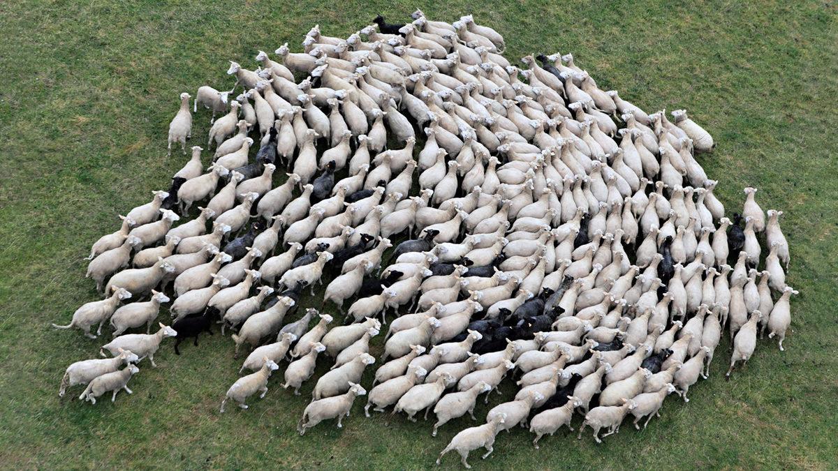 Restoran Seçiminden Giyim Tarzına: Sosyal Kanıtla İlgili Şok Edici Gerçekleri Öğrenince Alışkanlıklarınızı Baştan Sorgulayacaksınız!