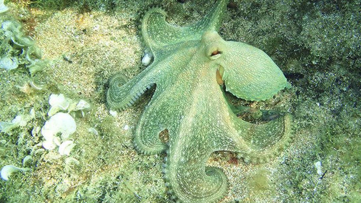 Ahtapot ve Bukalemun Gibi Hayvanlar Çevresine Uyum Sağlayacak Rengi Nasıl Biliyor?