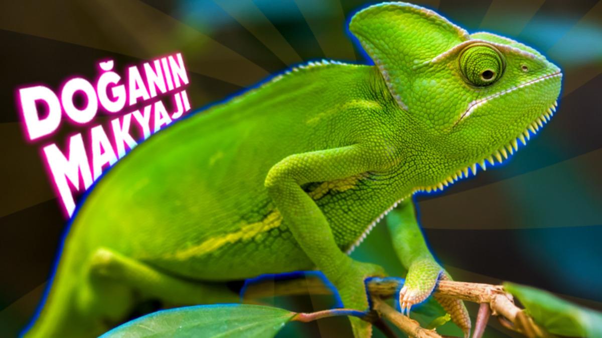 Ahtapot ve Bukalemun Gibi Hayvanlar Çevresine Uyum Sağlayacak Rengi Nasıl Biliyor?