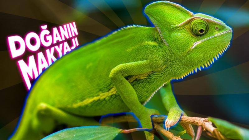 Ahtapot ve Bukalemun Gibi Hayvanlar Çevresine Uyum Sağlayacak Rengi Nasıl Biliyor?