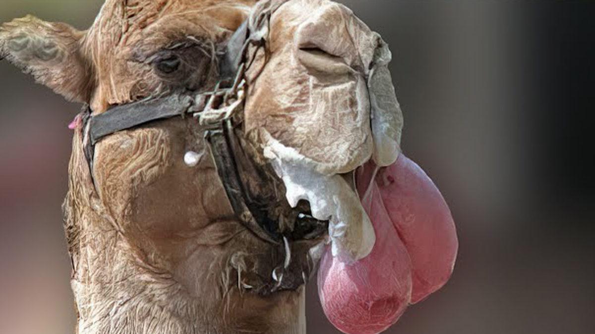 Develerin Ağzından Çıkardıkları Bu Balon Gibi Şey de Neyin Nesi? Sandığınız Gibi Midesi Değil!