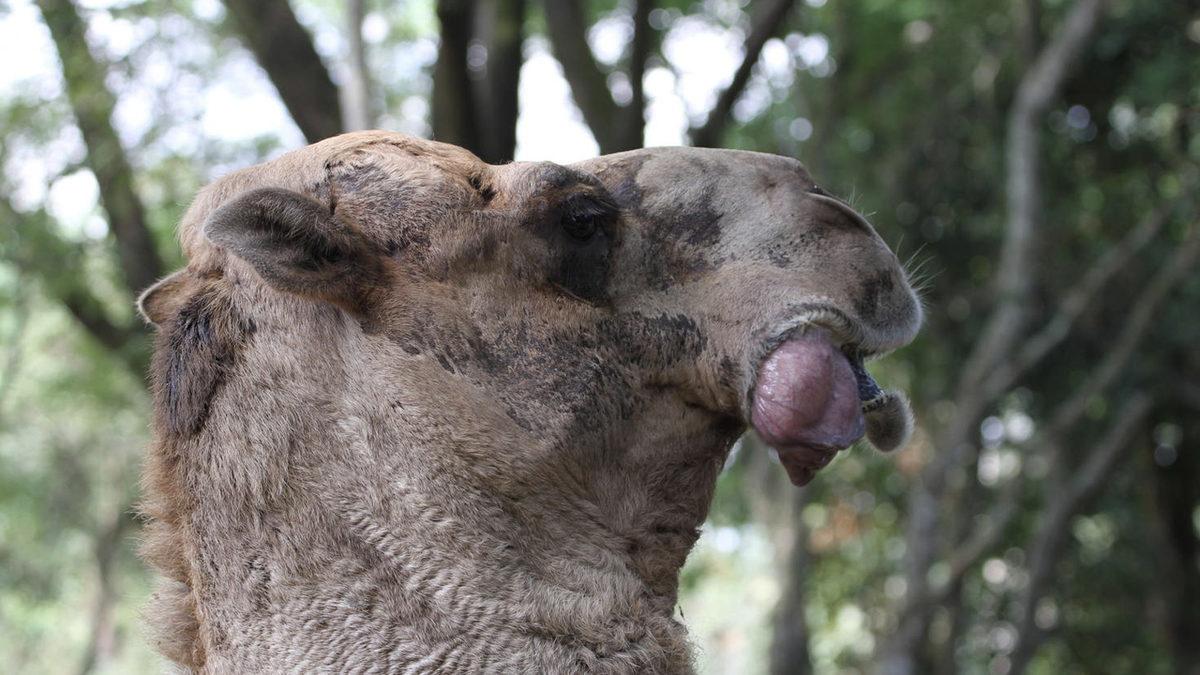 Develerin Ağzından Çıkardıkları Bu Balon Gibi Şey de Neyin Nesi? Sandığınız Gibi Midesi Değil!