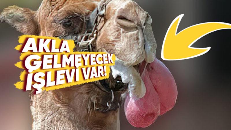 Develerin Ağzından Çıkardıkları Bu Balon Gibi Şey de Neyin Nesi? Sandığınız Gibi Midesi Değil!