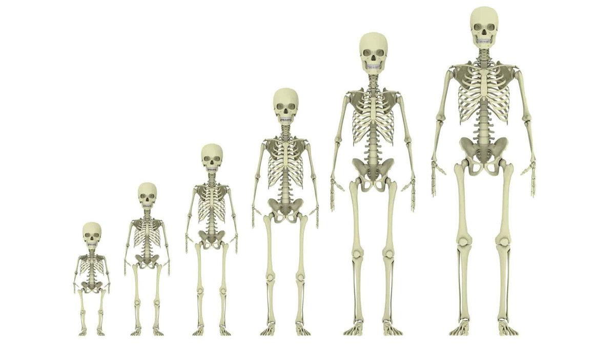 Bebeklerde Neden Yetişkinlere Göre Daha Fazla Kemik Var?