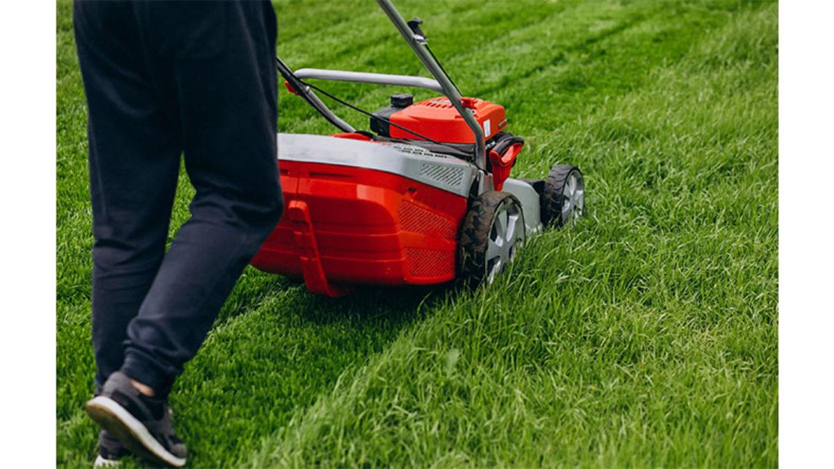 Taze Biçilmiş Çim Kokusu Sevenlere Kötü Bir Haberimiz Var: Bu Koku, Aslında Bir Tehlike Sinyali! Peki Ama Neden?