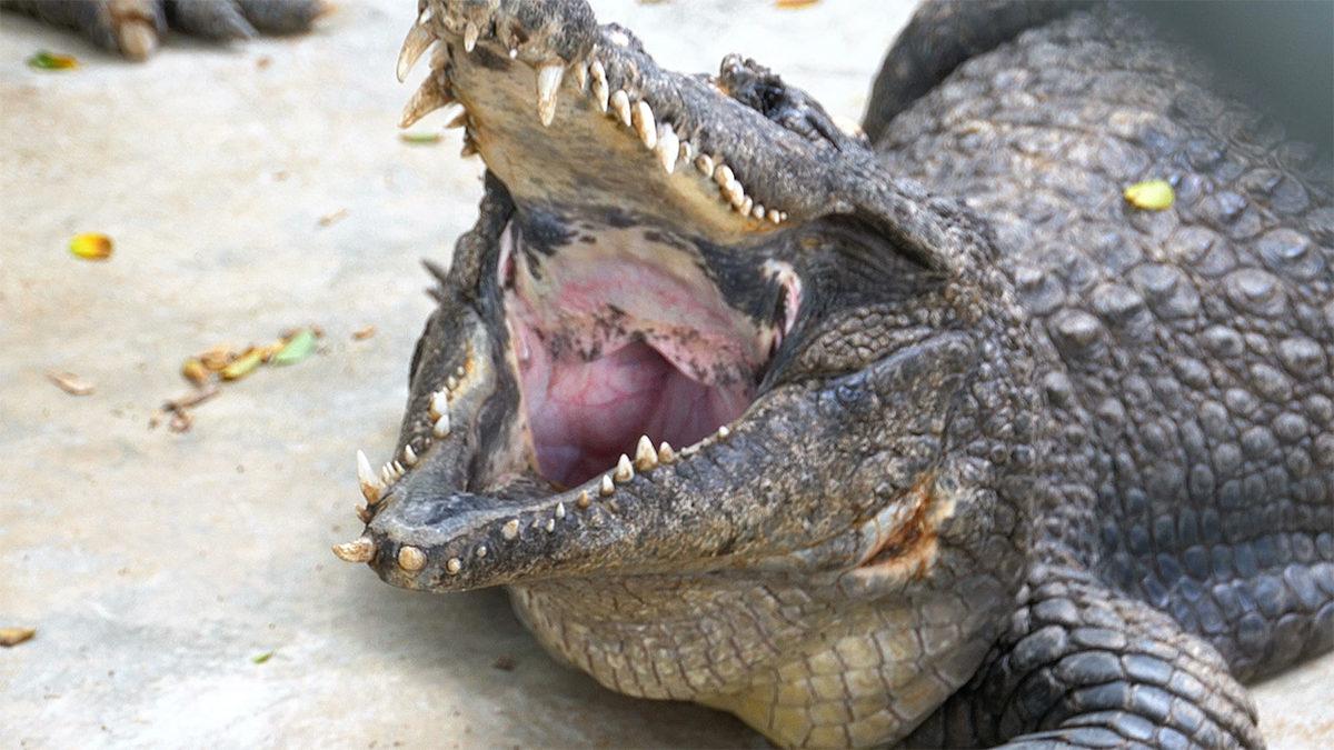 Timsahların Ağzı Neden Sürekli Açık Durur? Aslında Sebebi Düşündüğünüzden Daha Basit!