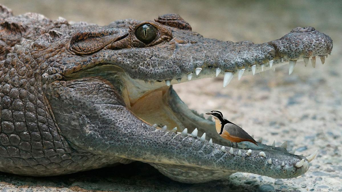 Timsahların Ağzı Neden Sürekli Açık Durur? Aslında Sebebi Düşündüğünüzden Daha Basit!