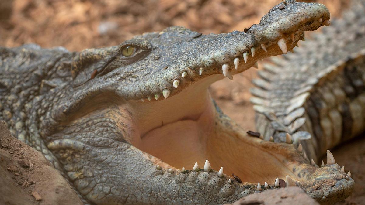 Timsahların Ağzı Neden Sürekli Açık Durur? Aslında Sebebi Düşündüğünüzden Daha Basit!