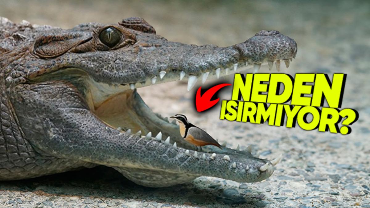 Timsahların Ağzı Neden Sürekli Açık Durur? Aslında Sebebi Düşündüğünüzden Daha Basit!