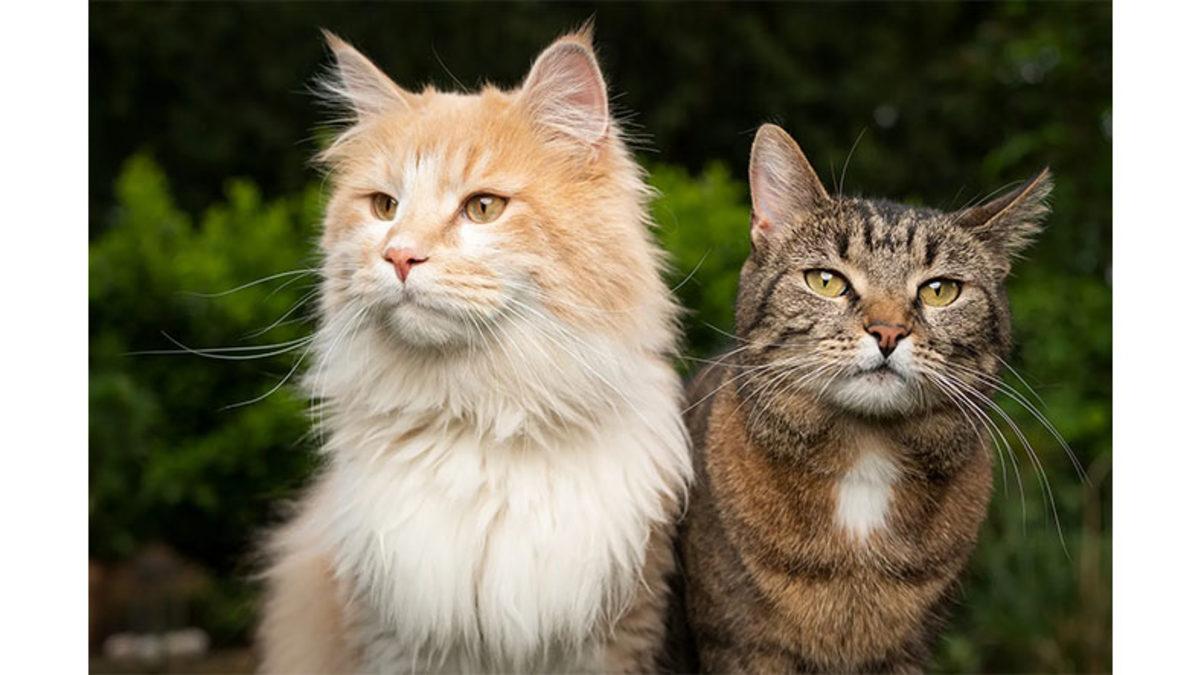 Neden Tüm Kediler Sadece Beyaz, Siyah ve Turuncu Renkte?