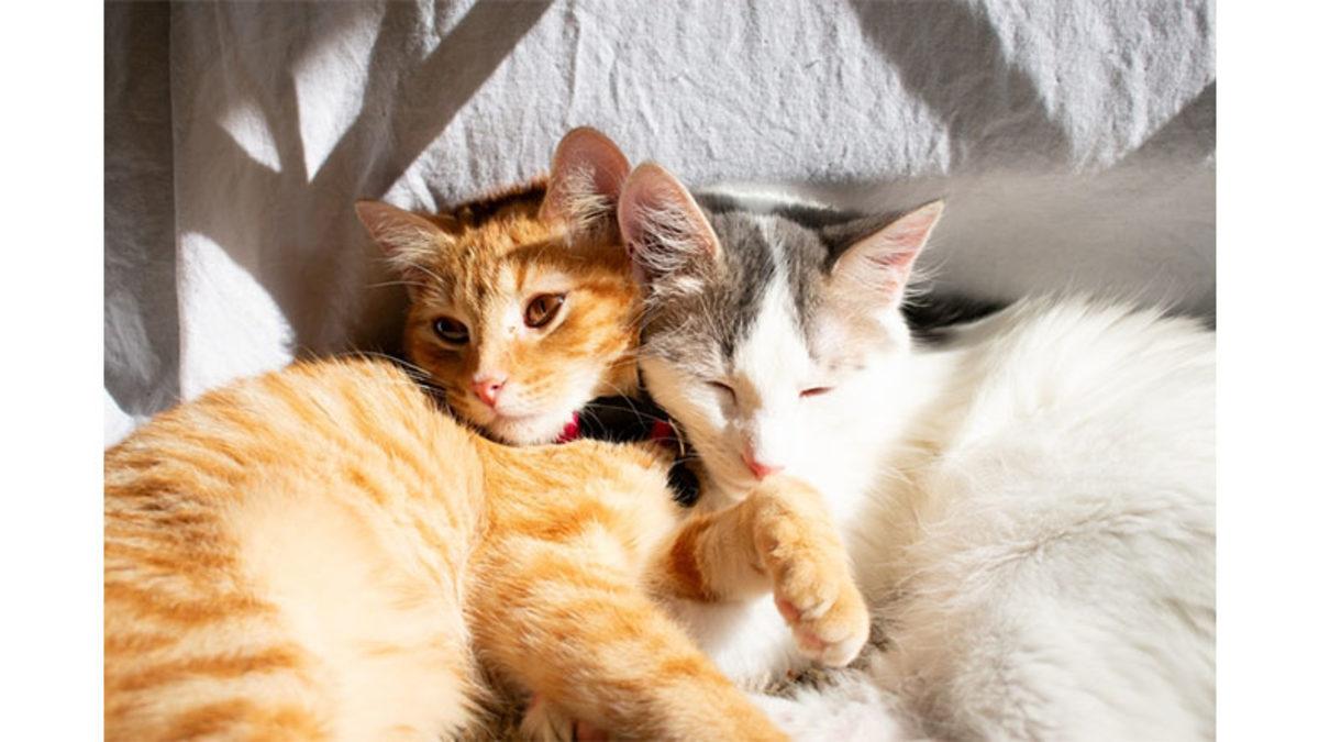 Neden Tüm Kediler Sadece Beyaz, Siyah ve Turuncu Renkte?