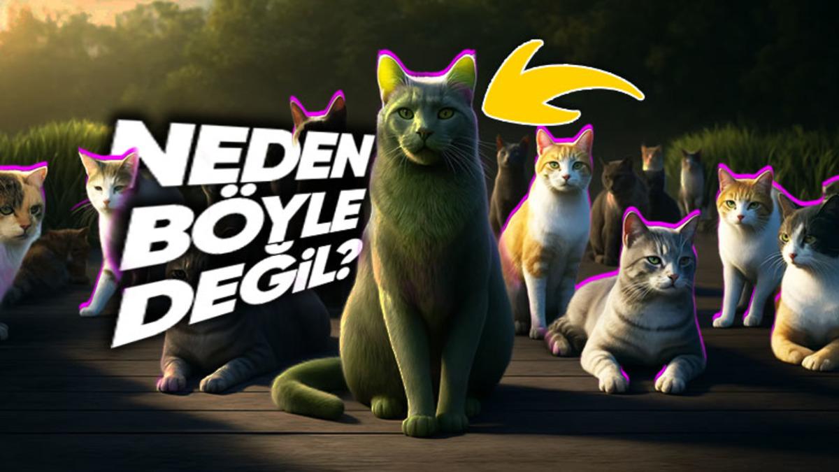 Neden Tüm Kediler Sadece Beyaz, Siyah ve Turuncu Renkte?